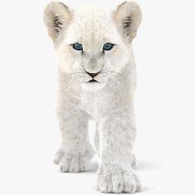 3D White Baby Lion Animated, Fur
